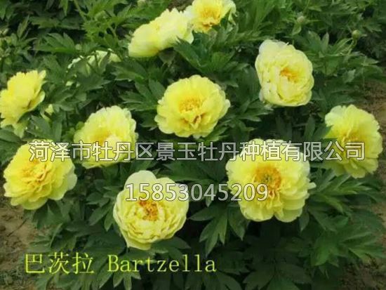 芍药 巴次拉.png