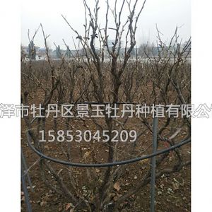 种植基地